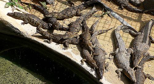 Krokodýlí farma na ostrově Djerba