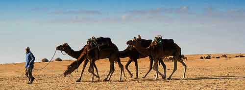 Tuniská poušť a velbloudi